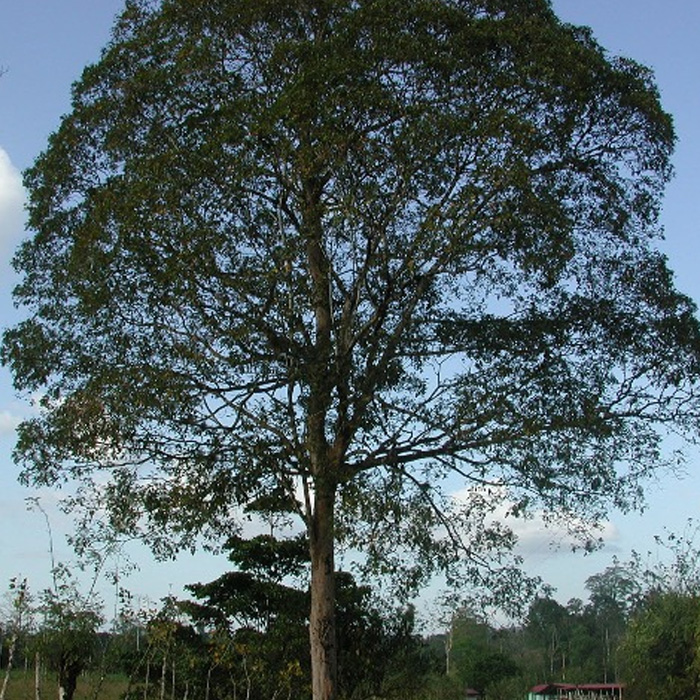 Madeira Camaru